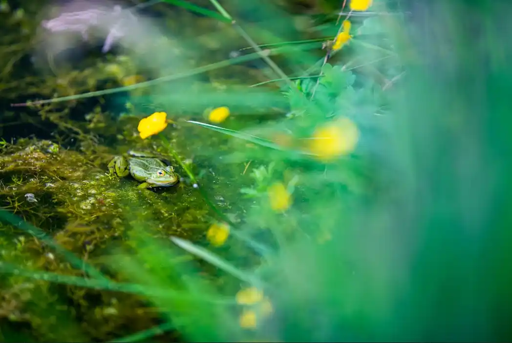 chiara-et-dario-profil Une grenouille verte est posée sur de la mousse entourée de fleurs jaunes et de feuilles vertes floues.