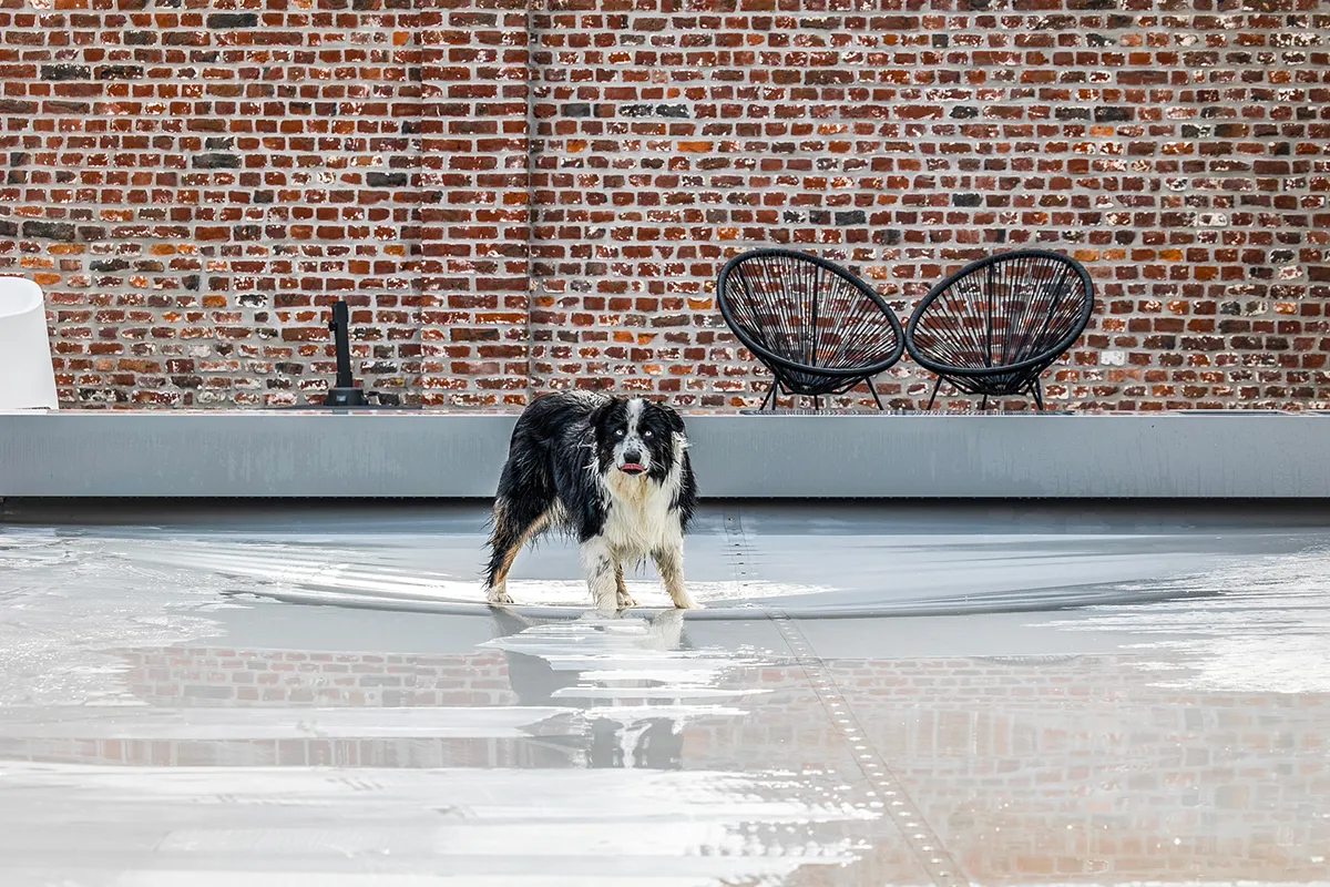 AUSSIE-SHEPHERD-(3) Chien noir et blanc debout sur une surface mouillée devant un mur de briques, avec deux fauteuils noirs en arrière-plan.