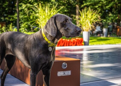 Chien - Coverseal